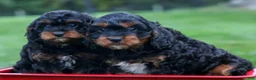 Cavapoo dogs for sale: Wanda 🐶 - Ad 25