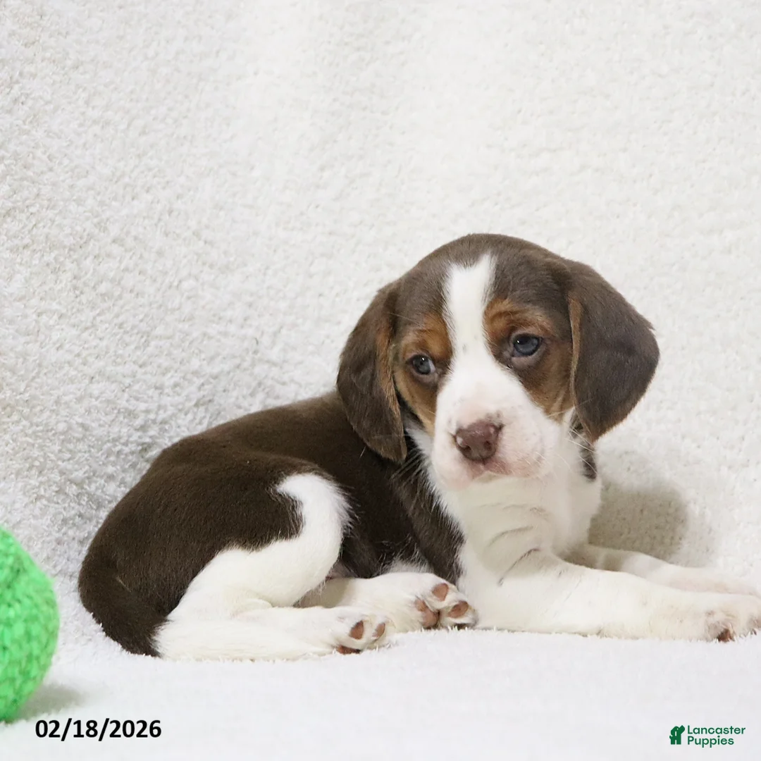 Beagle dogs for sale: Nutmeg - Ad 3