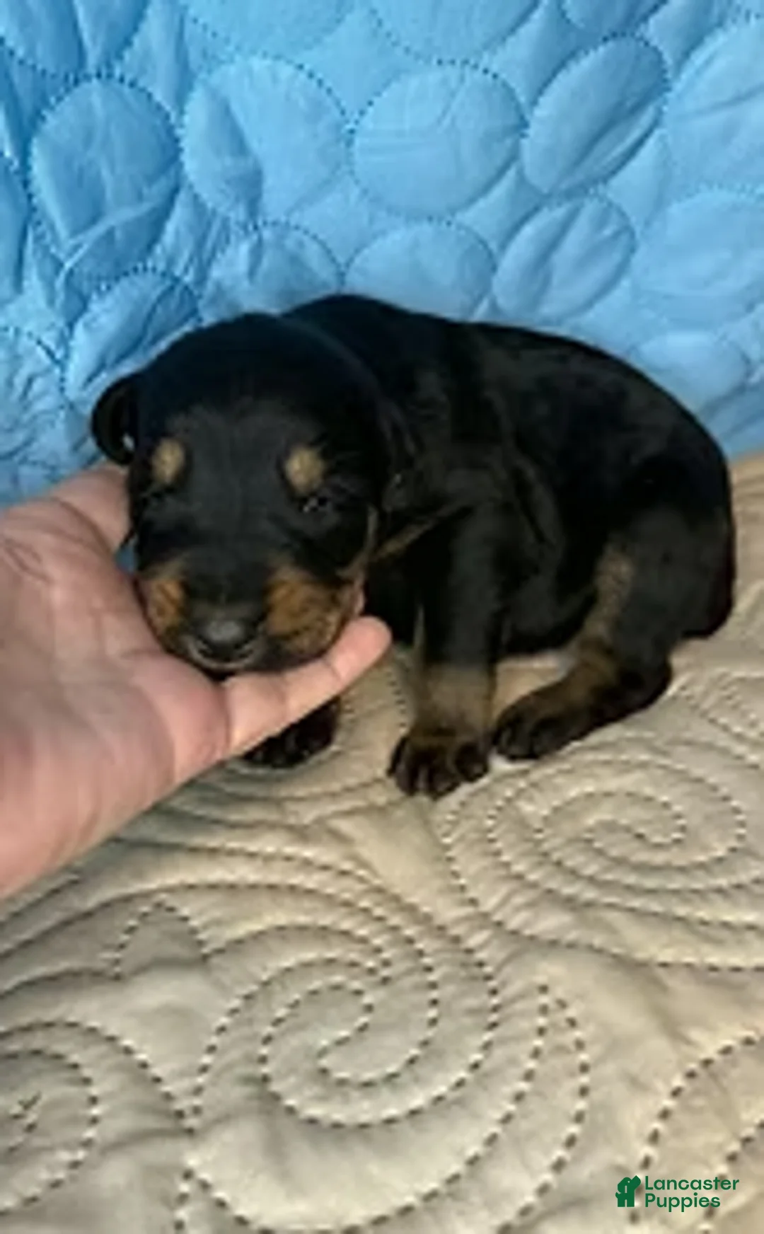 Mixed Breed dogs for sale: Marilyn - Ad 5