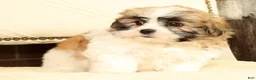Malshi dogs for sale: Bradley - Ad 4