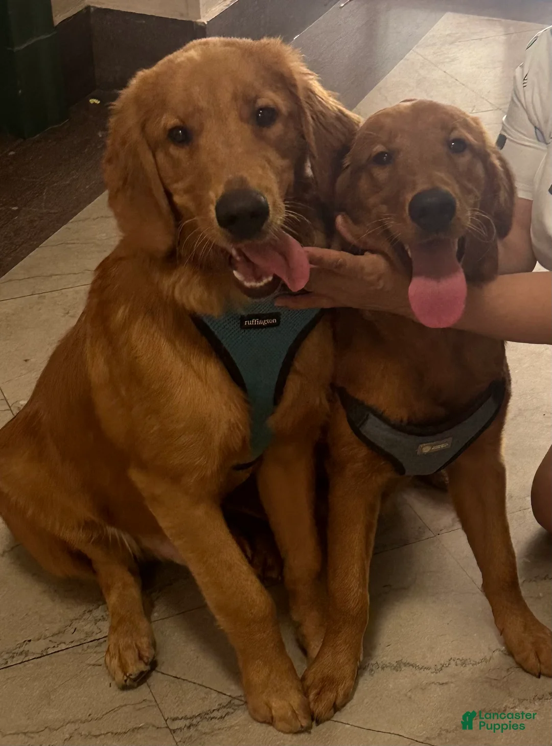 Golden Retriever dogs for sale: Golden Retriever Puppy 1 - Ad 4