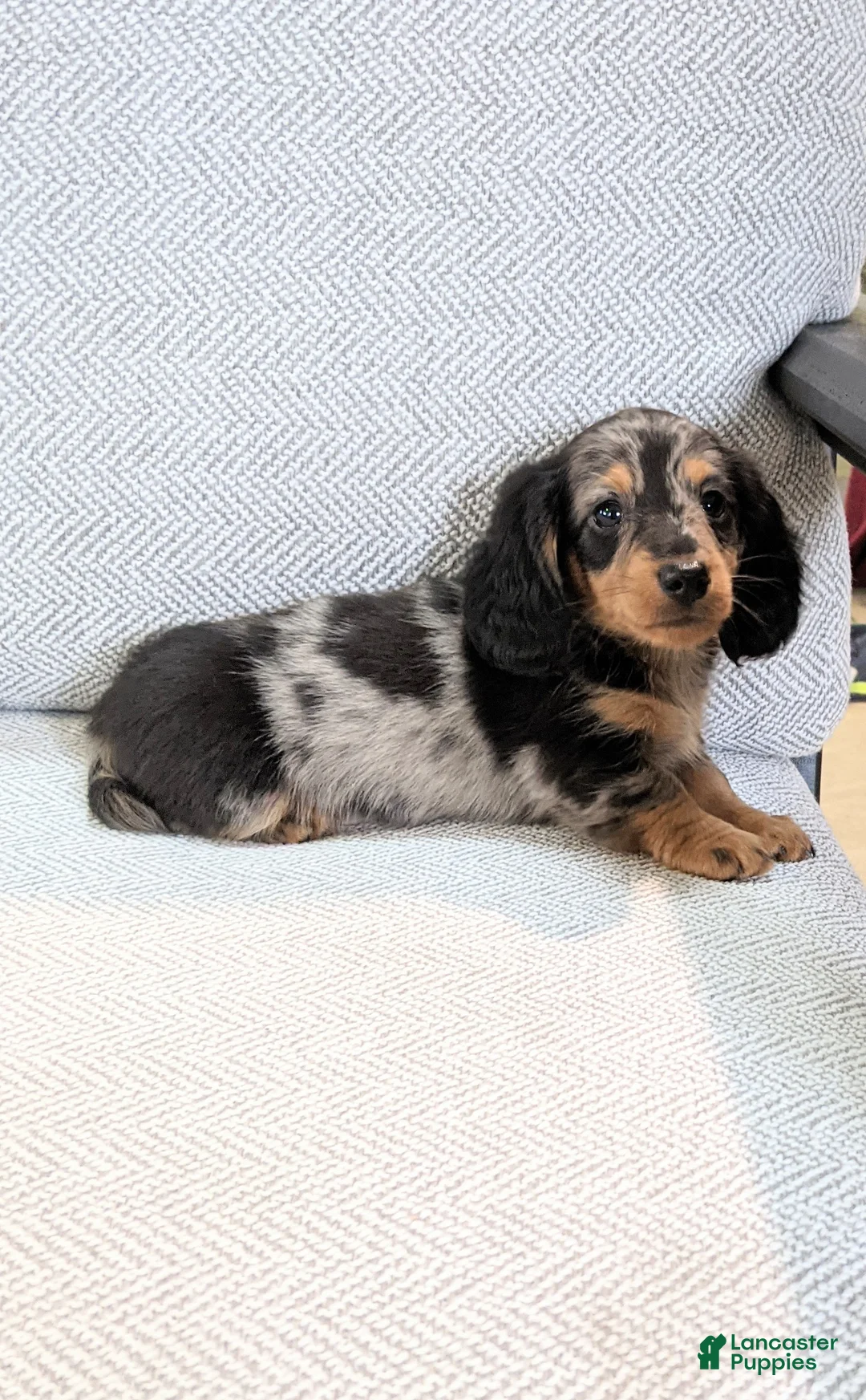 Miniature Dachshund dogs for sale: Frankie  - Ad 1