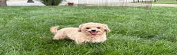 Maltipoo dogs for sale: Tiny - Ad 7