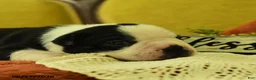 Boston Terrier dogs for sale: Valayna - Ad 5