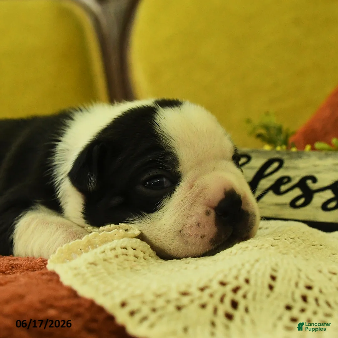 Boston Terrier dogs for sale: Valayna - Ad 5