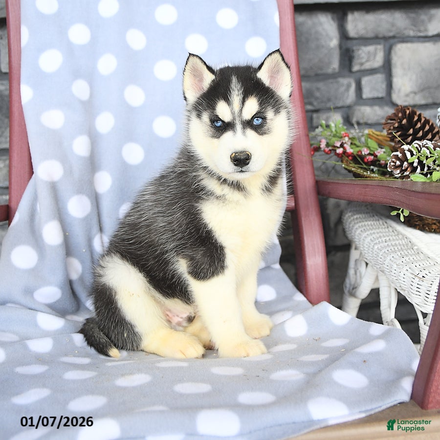 Siberian Husky dogs Angus - Ad 4