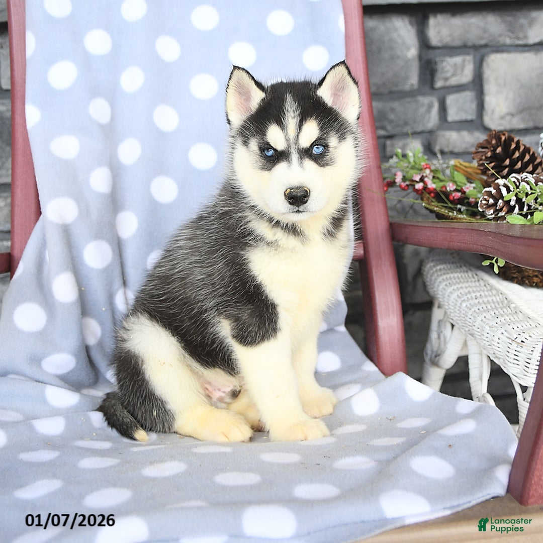 Siberian Husky dogs for sale: Angus - Ad 1