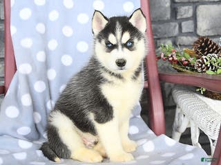 Siberian Husky dogs Angus - Ad 20