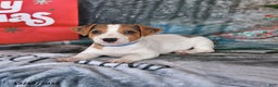 Jack Russell Terrier dogs for sale: Dreamer - Ad 2