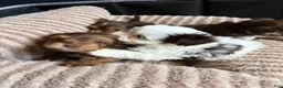 Yorkshire Terrier dogs for sale: Cookies and Cream - Ad 3
