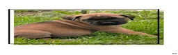 English Mastiff dogs for sale: English Mastiff Puppy 1 - Ad 2