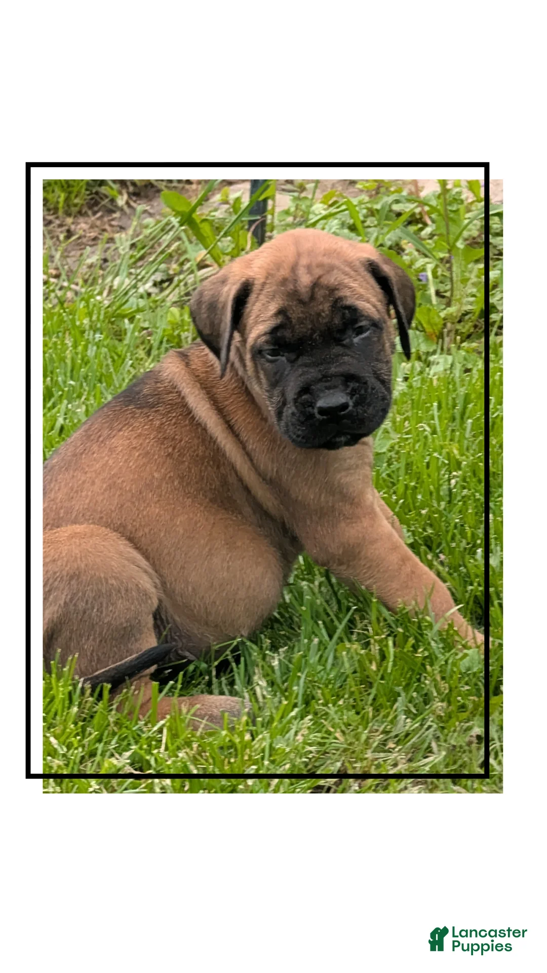 English Mastiff dogs for sale: English Mastiff Puppy 1 - Ad 2