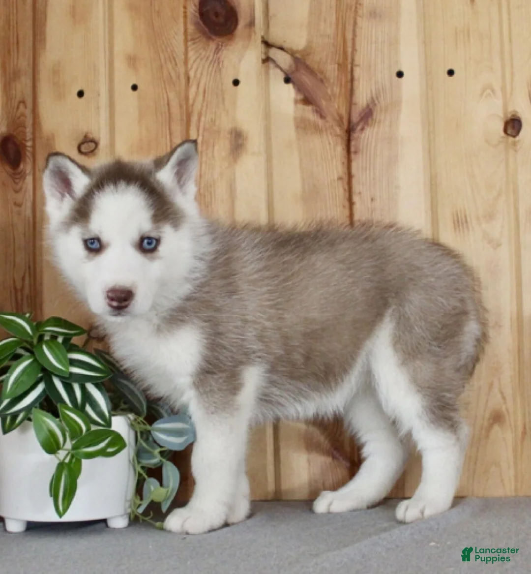 Siberian Husky dogs for sale: Kiki - Ad 5