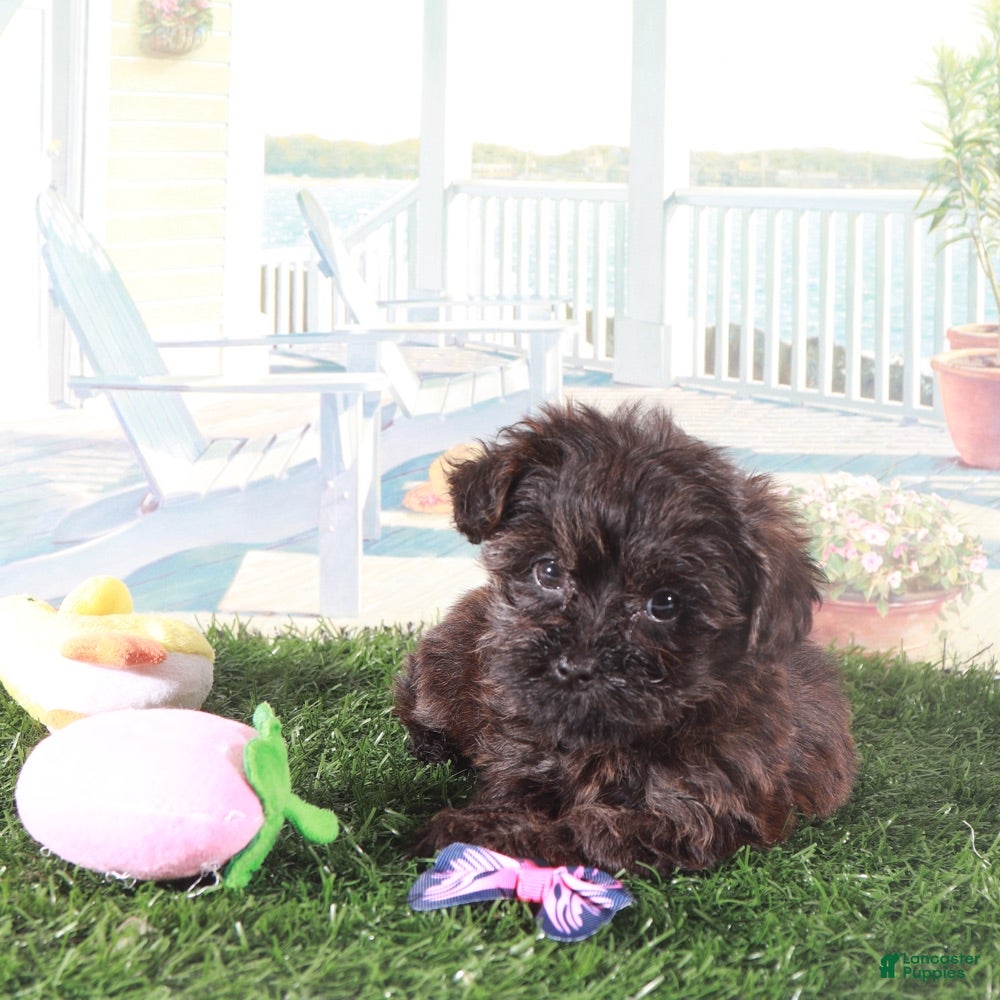 Yorkiepoo dogs Angel-Precious Little Yorkie Puppy - Ad 2