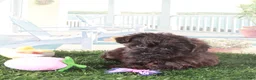 Yorkiepoo dogs for sale: Angel-Precious Little Yorkie Puppy - Ad 1