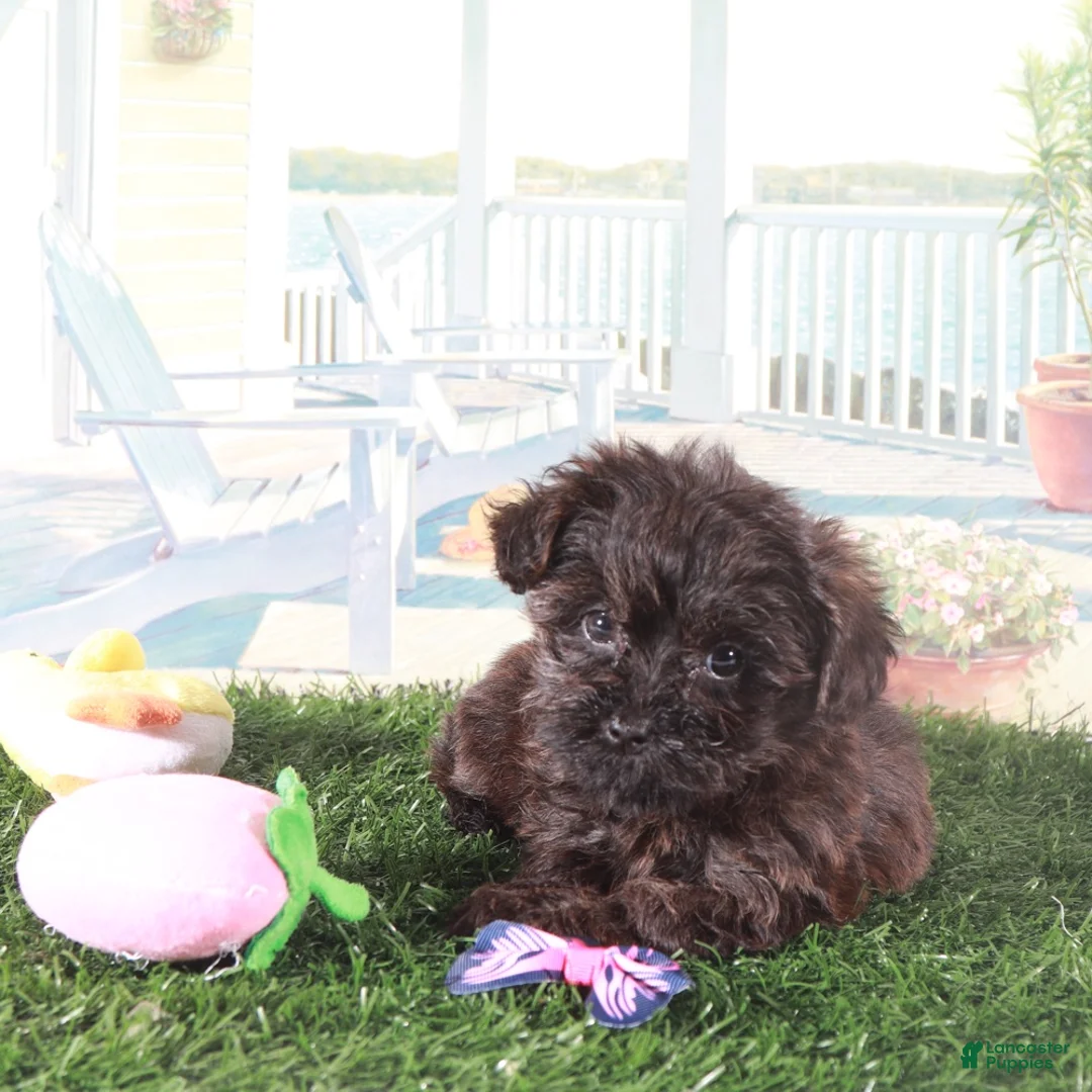 Yorkiepoo dogs for sale: Angel-Precious Little Yorkie Puppy - Ad 1