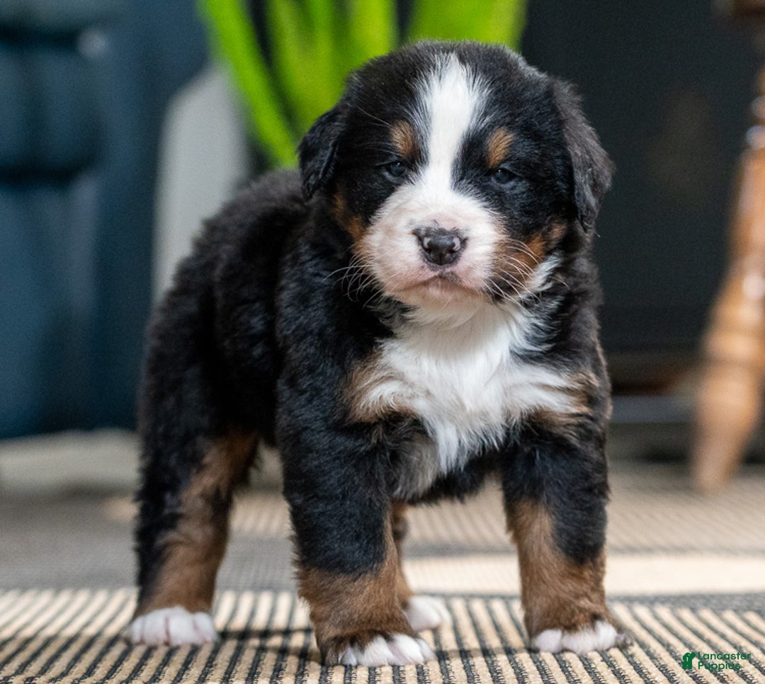 Bernese Mountain Dog dogs for sale: Louie - Ad 3