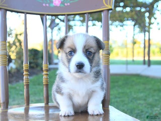 Welsh Corgi Pembroke dogs - Ad 20