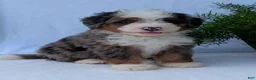 Mini Bernedoodle dogs for sale: Mini Louie  - Ad 10