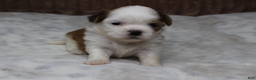 Shih Tzu dogs for sale: Bruno - Ad 2