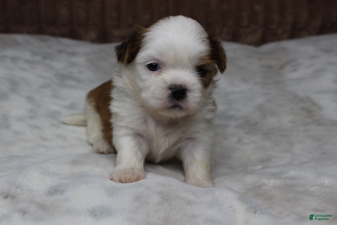Shih Tzu dogs for sale: Bruno - Ad 2