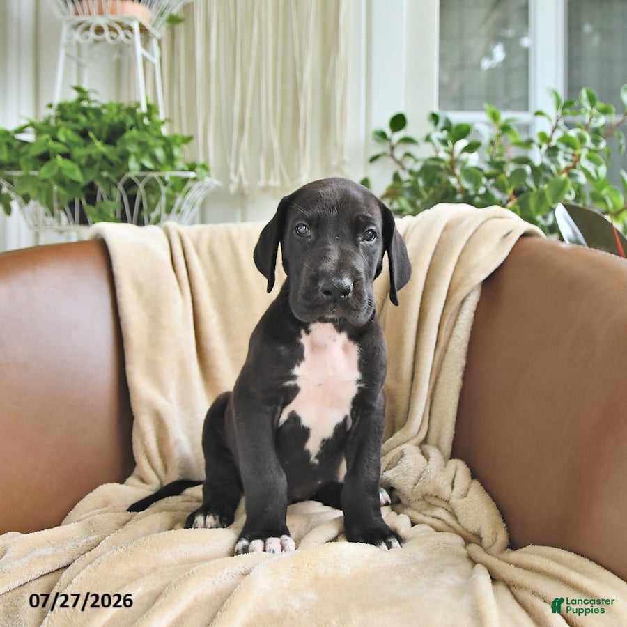 Great Dane dogs Baxter - Ad 2