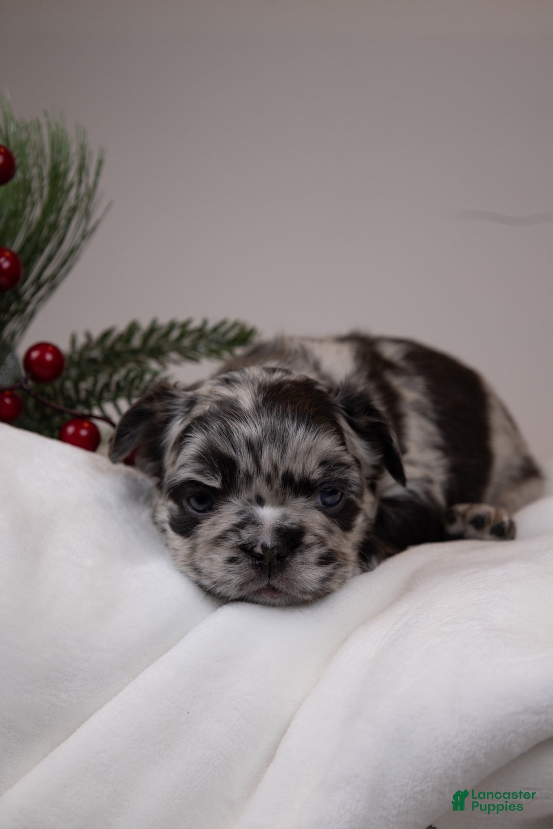 French Bulldog dogs for sale: Teddie -Fulffy Big Rope - Ad 31