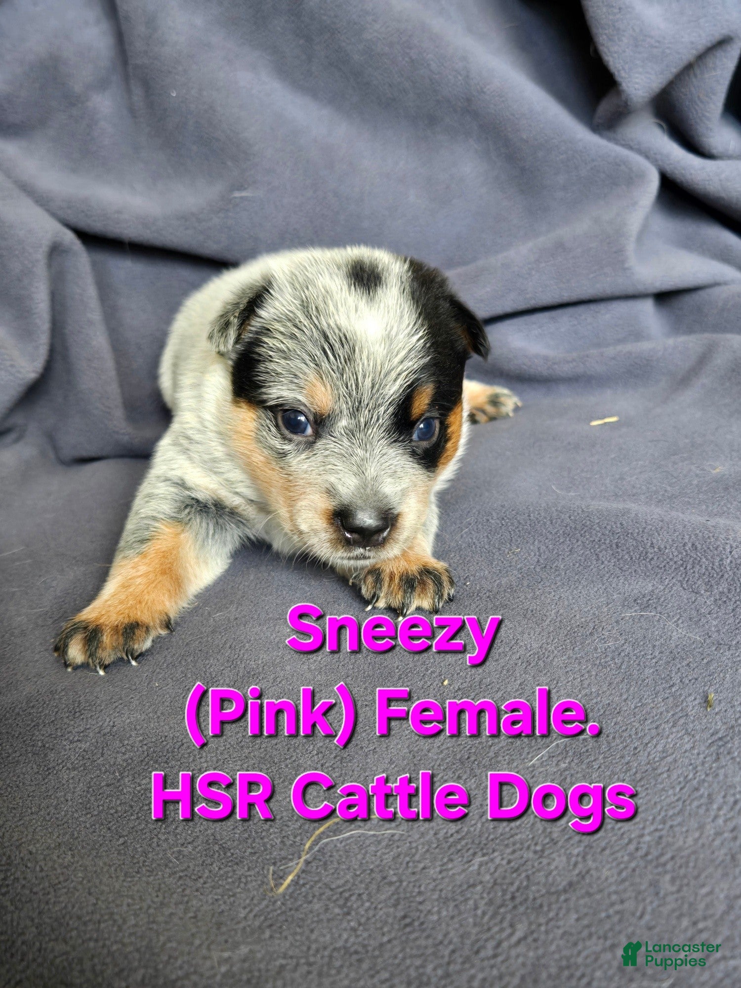 Australian Cattle Dog dogs Sneezy - Ad 1