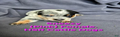 Sneezy