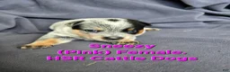 Australian Cattle Dog dogs for sale: Sneezy - Ad 1