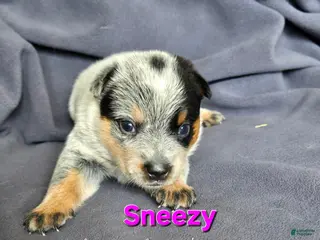 Australian Cattle Dog dogs for sale: Sneezy - Ad 3