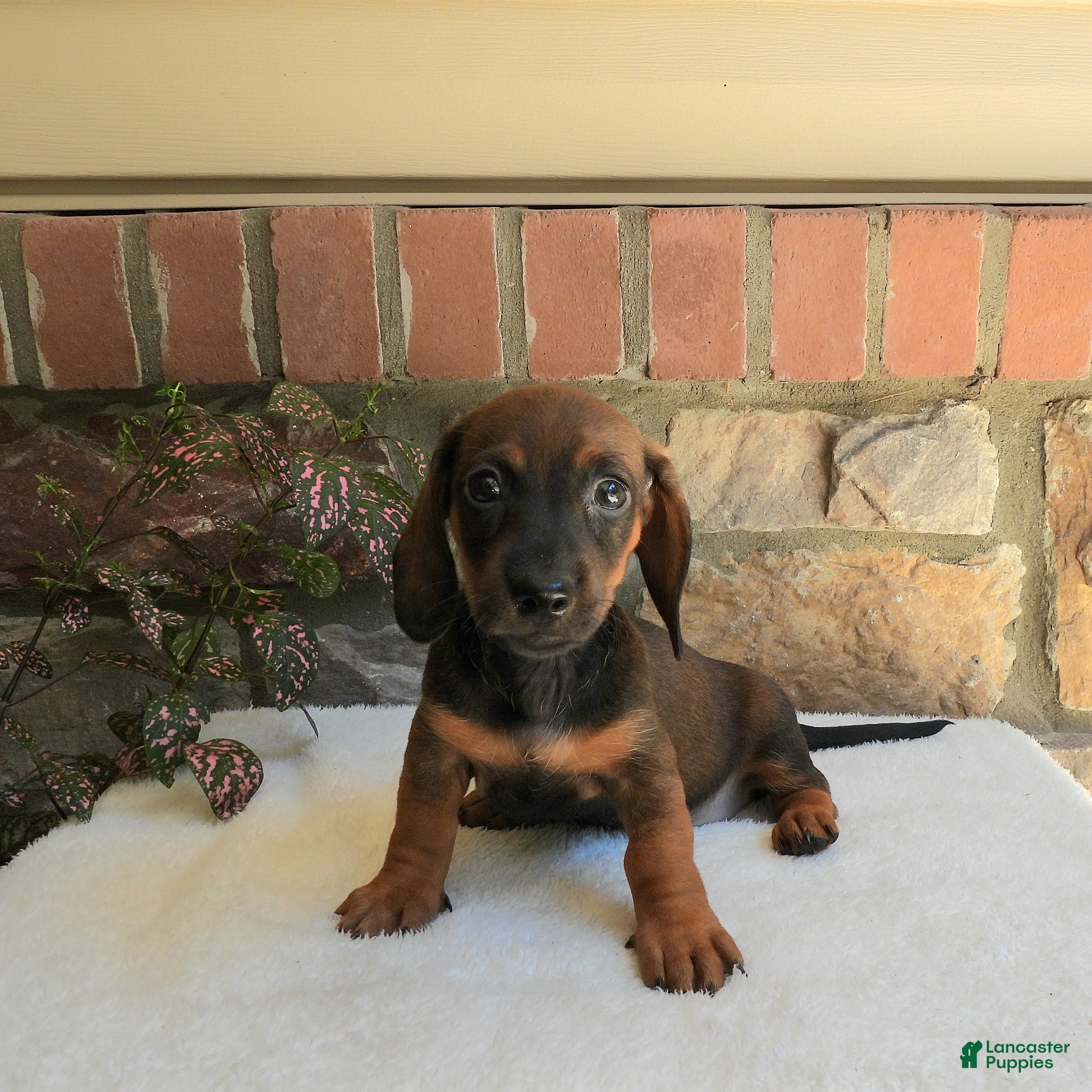 Miniature Dachshund dogs for sale: Tina - Ad 3