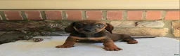 Miniature Dachshund dogs for sale: Tina - Ad 1