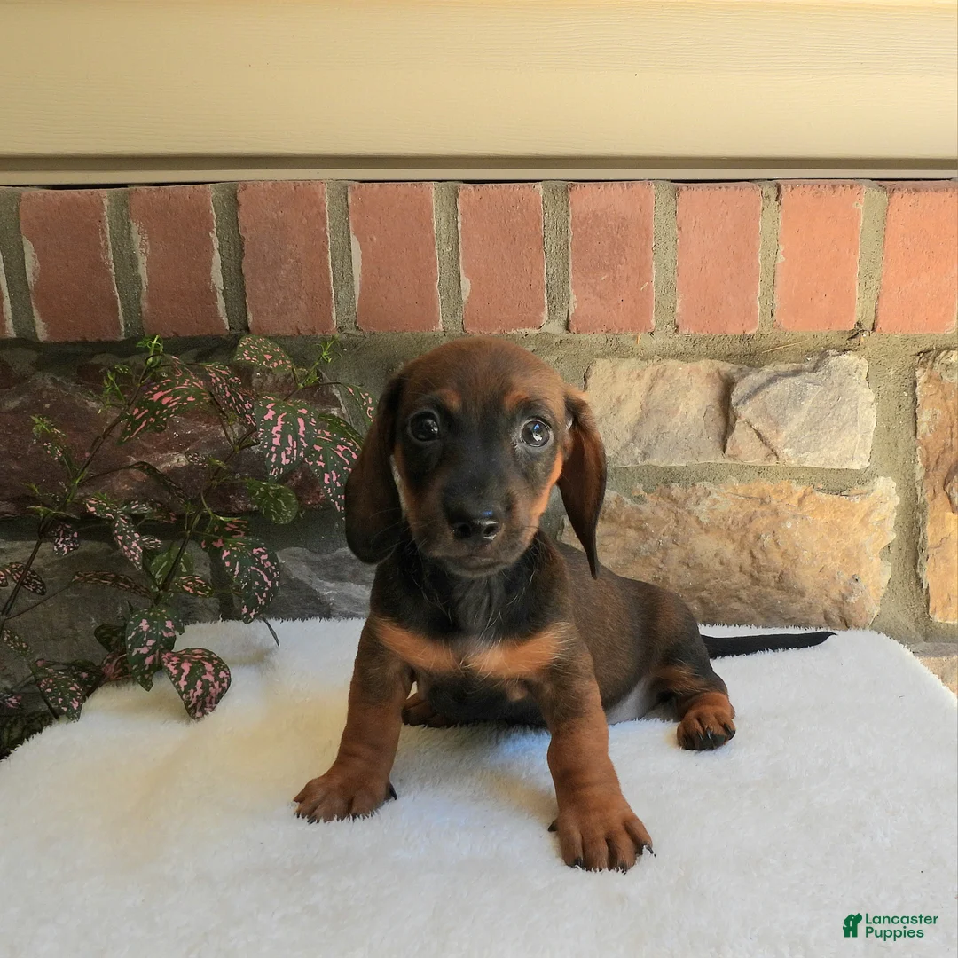 Miniature Dachshund dogs for sale: Tina - Ad 1