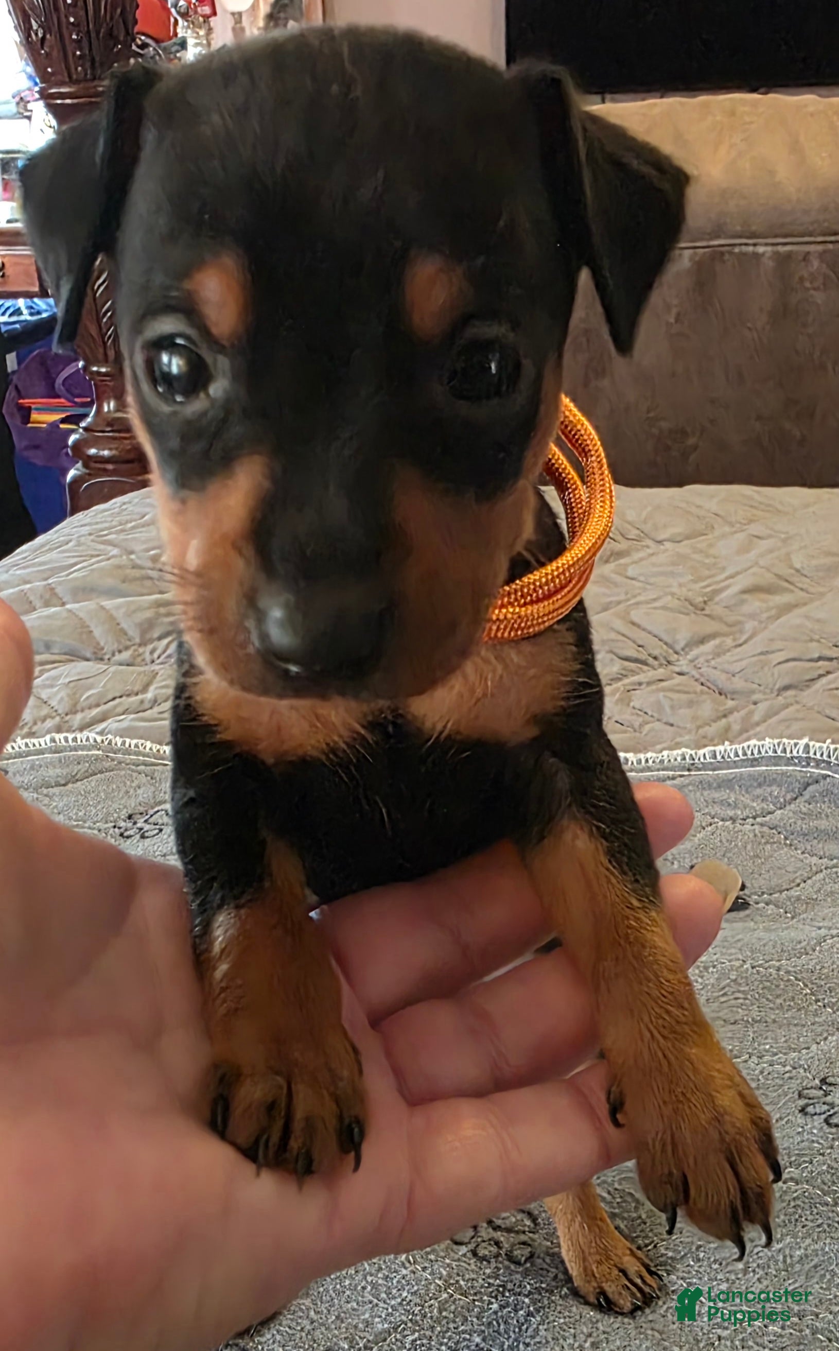 Miniature Pinscher dogs G-Orange  - Ad 2