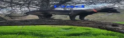 Belgian Malinois dogs for sale: Blue Collar Boy  - Ad 5