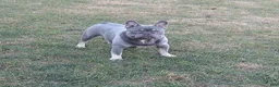 French Bulldog dogs for sale: AKC Stormy - Ad 4