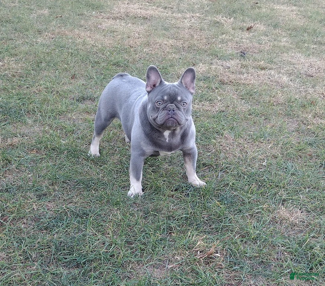 French Bulldog dogs for sale: AKC Stormy - Ad 4