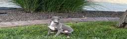 Italian Greyhound dogs for sale: Dannie - Ad 6