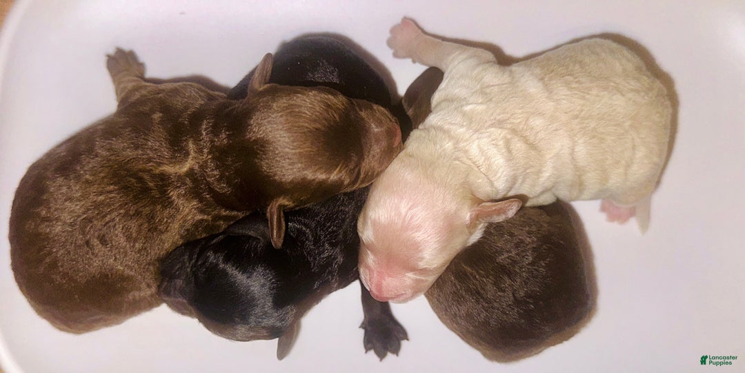 Toy Poodle dogs for sale: Toy Poodle Puppy 2 - Ad 10