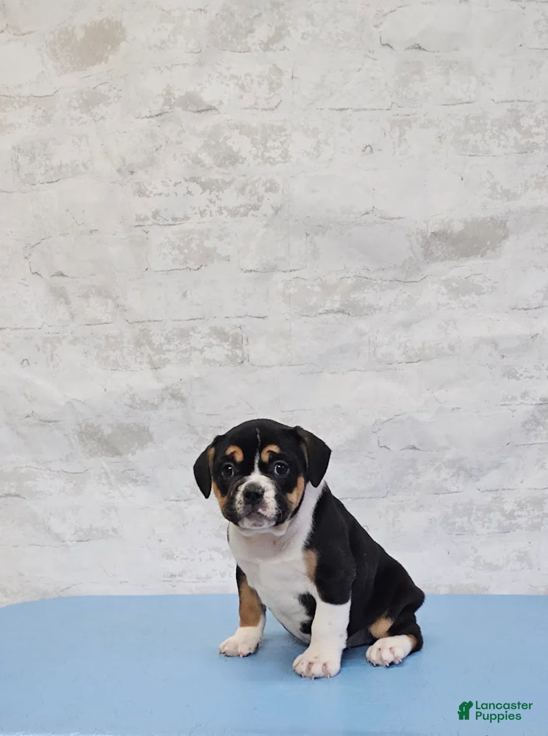 Mixed Breed dogs for sale: Big Boy Bulldog Blend - Ad 2