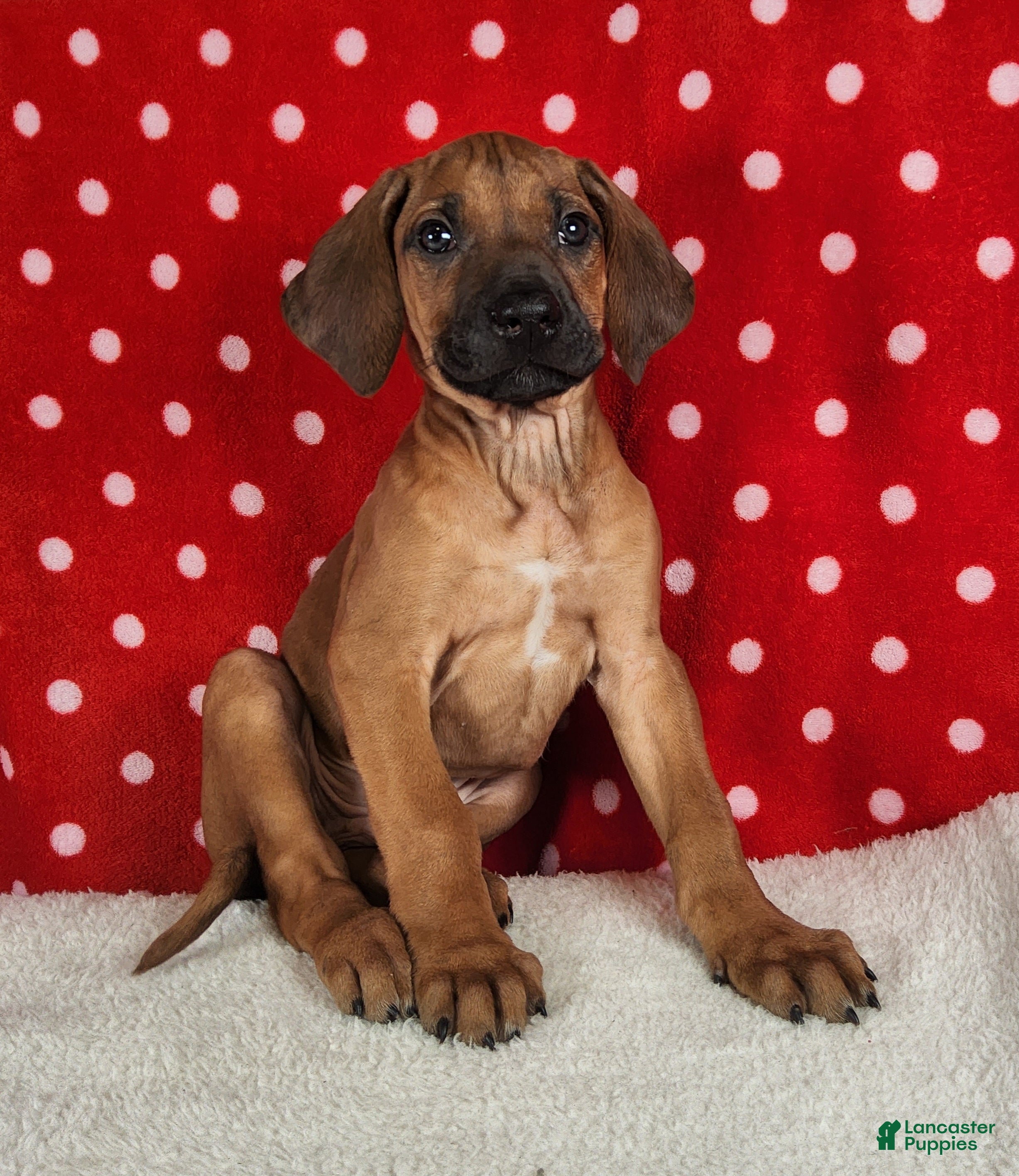 Rhodesian Ridgeback dogs Harley - Ad 27
