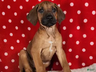 Rhodesian Ridgeback dogs Harley - Ad 27