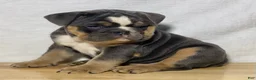 English Bulldog dogs for sale: Shelby - Ad 4