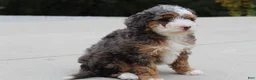 Mini Bernedoodle dogs for sale: Sandy  - Ad 5
