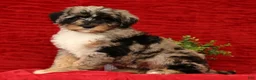 Sheepadoodle dogs for sale: Molly - Ad 5