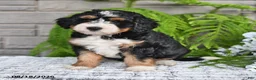 Mini Bernedoodle dogs for sale: Snickers - Ad 1