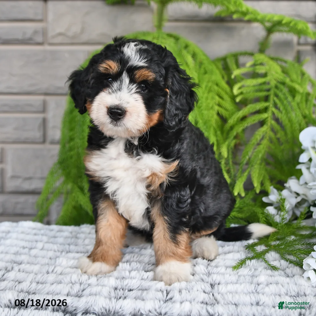 Mini Bernedoodle dogs for sale: Snickers - Ad 1