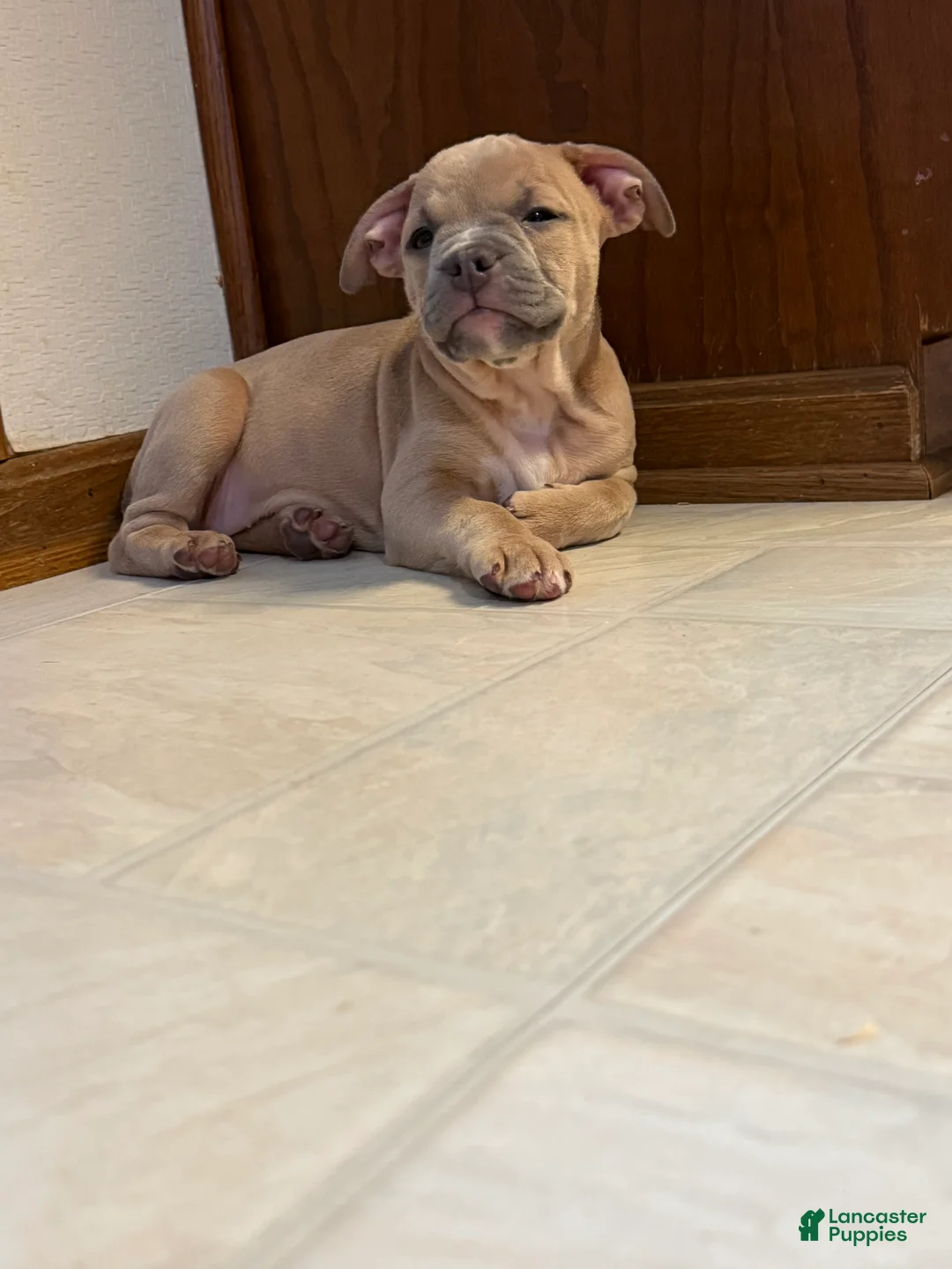 Mixed Breed dogs for sale: Cindy lou - Ad 3