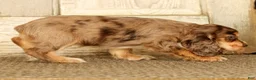 Cocker Spaniel dogs for sale: Buttercup - Ad 4